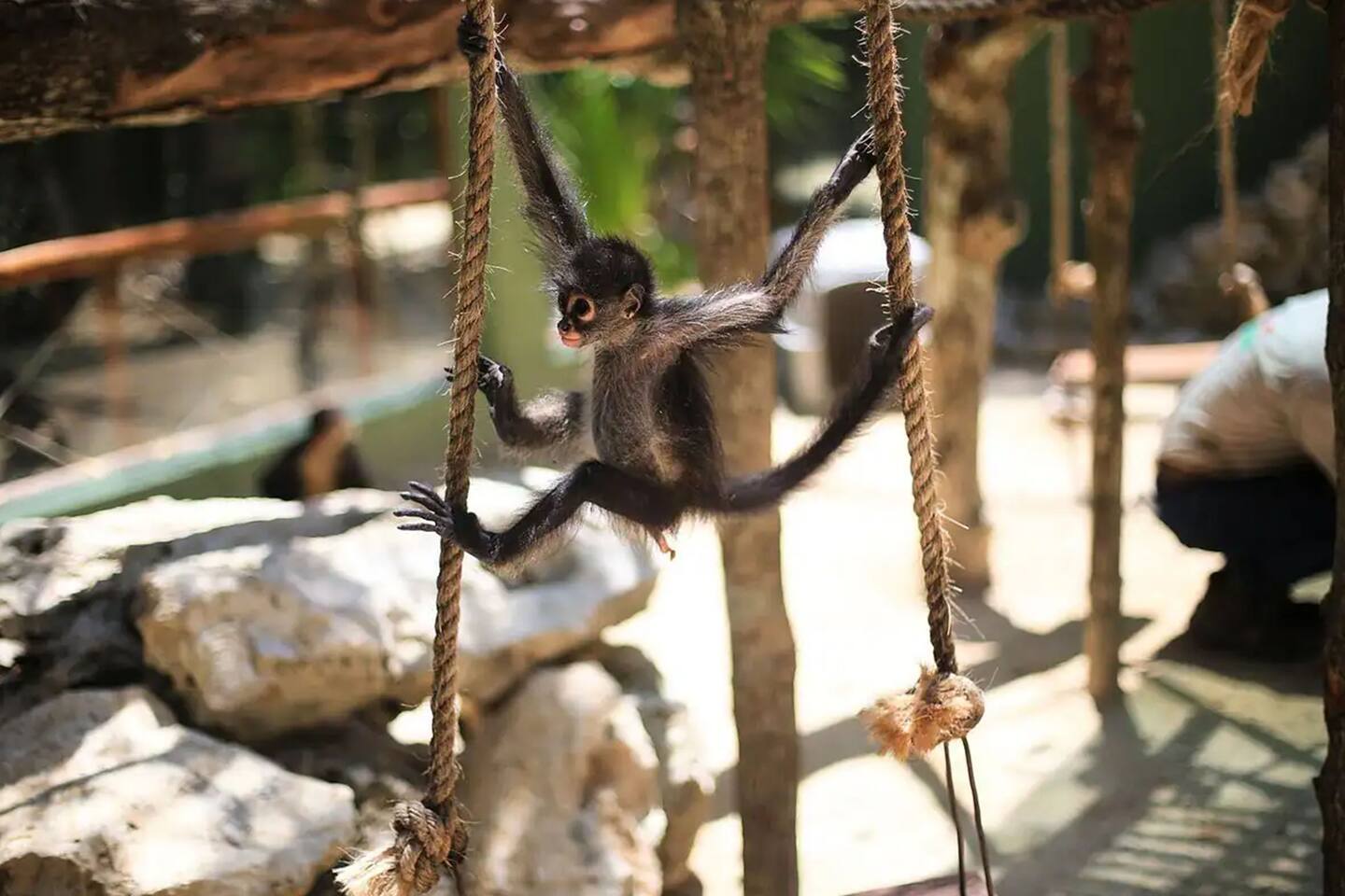 Only 12 minutes away, explore the Akumal Monkey Sanctuary—an ideal family experience that offers a fun and safe way to contribute to the welfare and conservation of exotic and endemic fauna facing extinction.