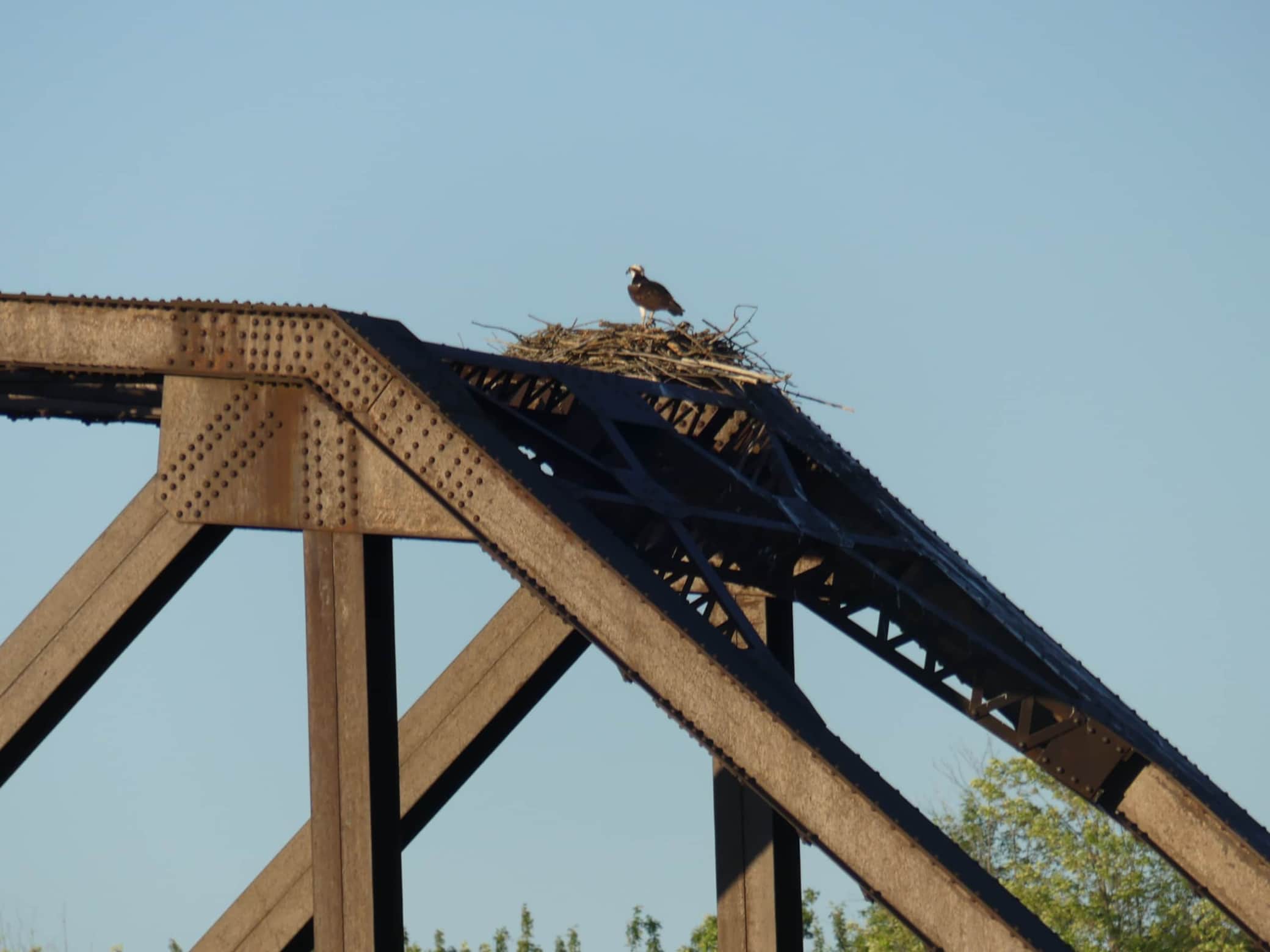 Nid d'oiseau de proie sur le pont tournant