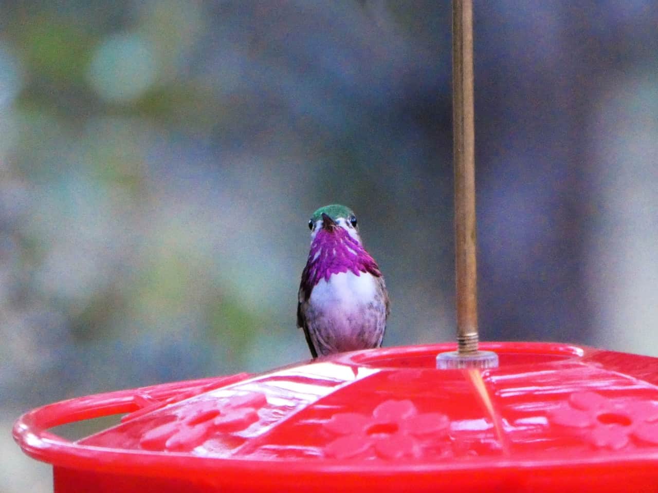 Calliope Hummingbird
