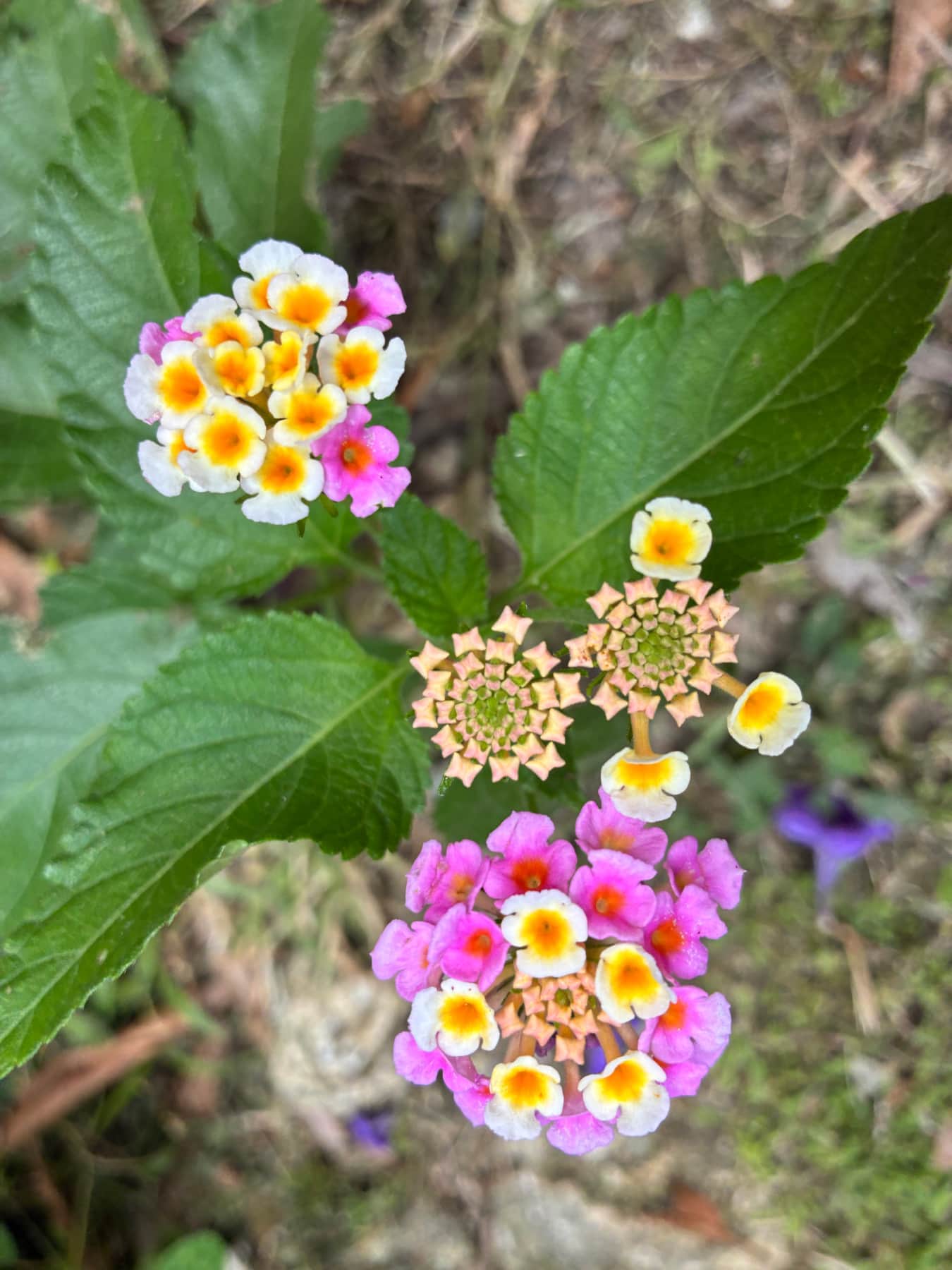 Lantana