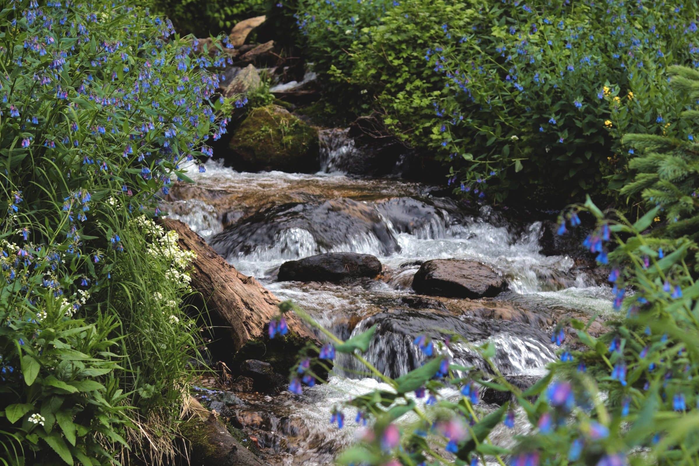 Mountain creek tumbling over rocks through wild bluebells near Westcliffe, Colorado