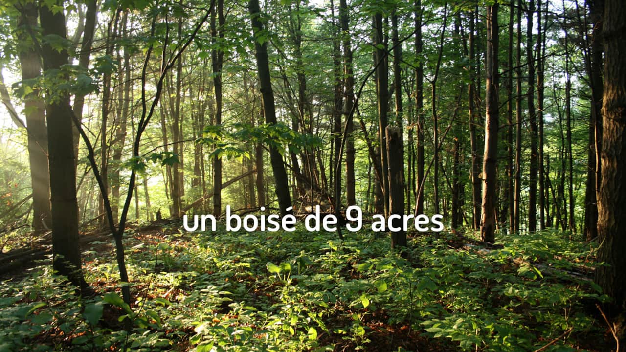 on a 9 acres wooden land