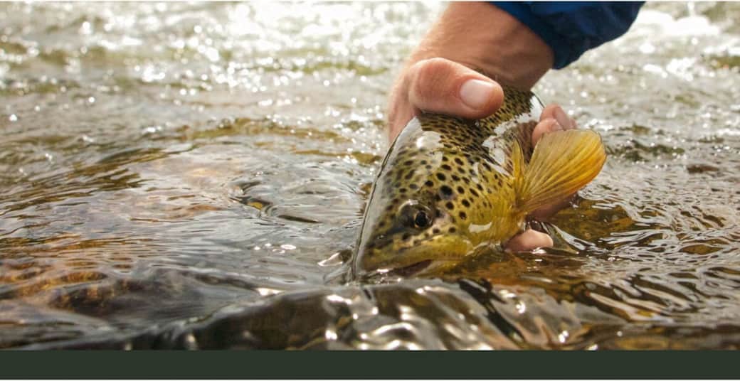 Brown trout are the primary attraction for fishermen on the Arkansas River.