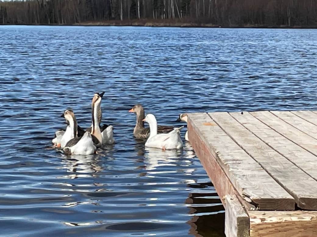 Geese enjoying the lake