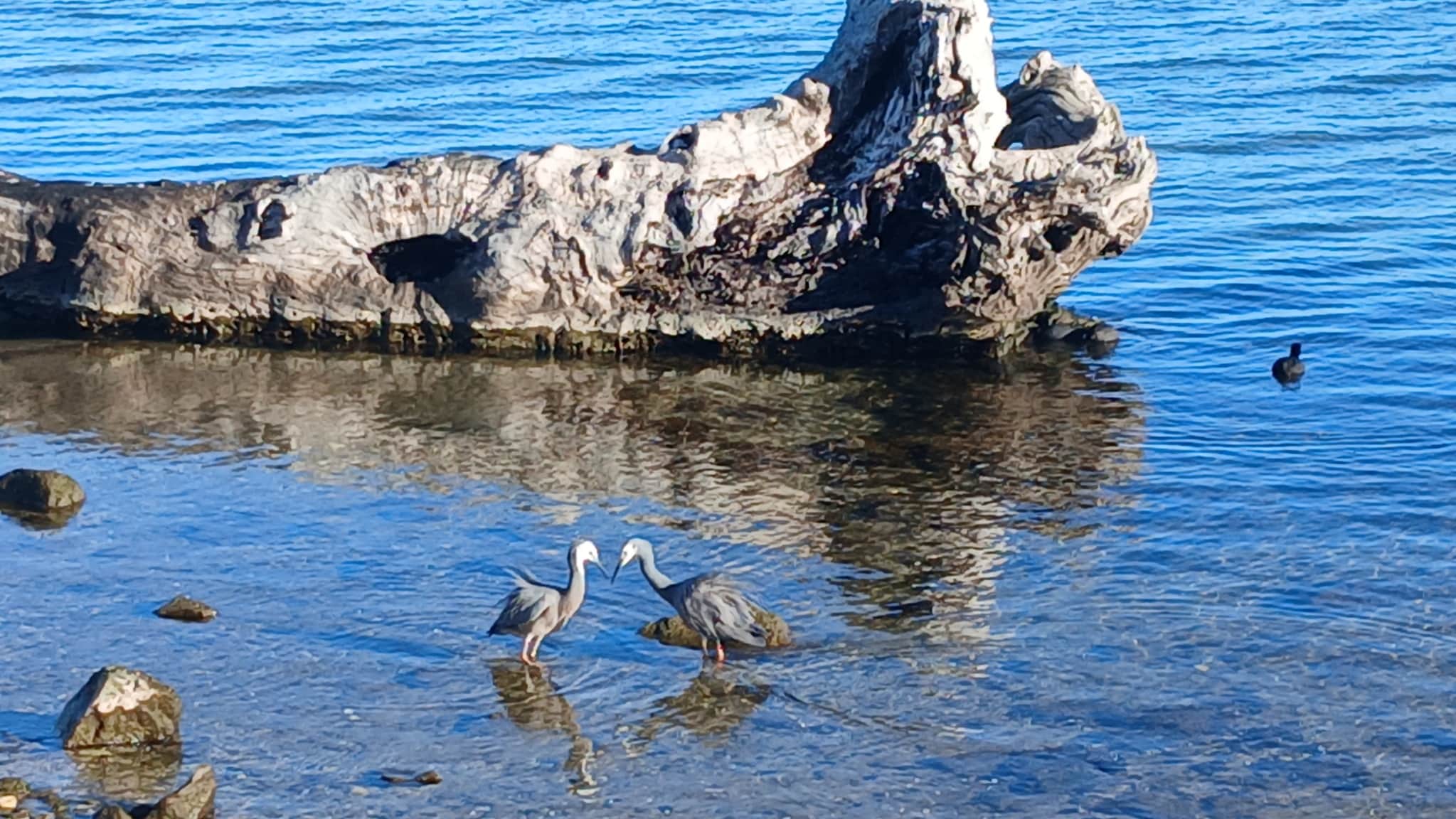 Herons at Shaving Point