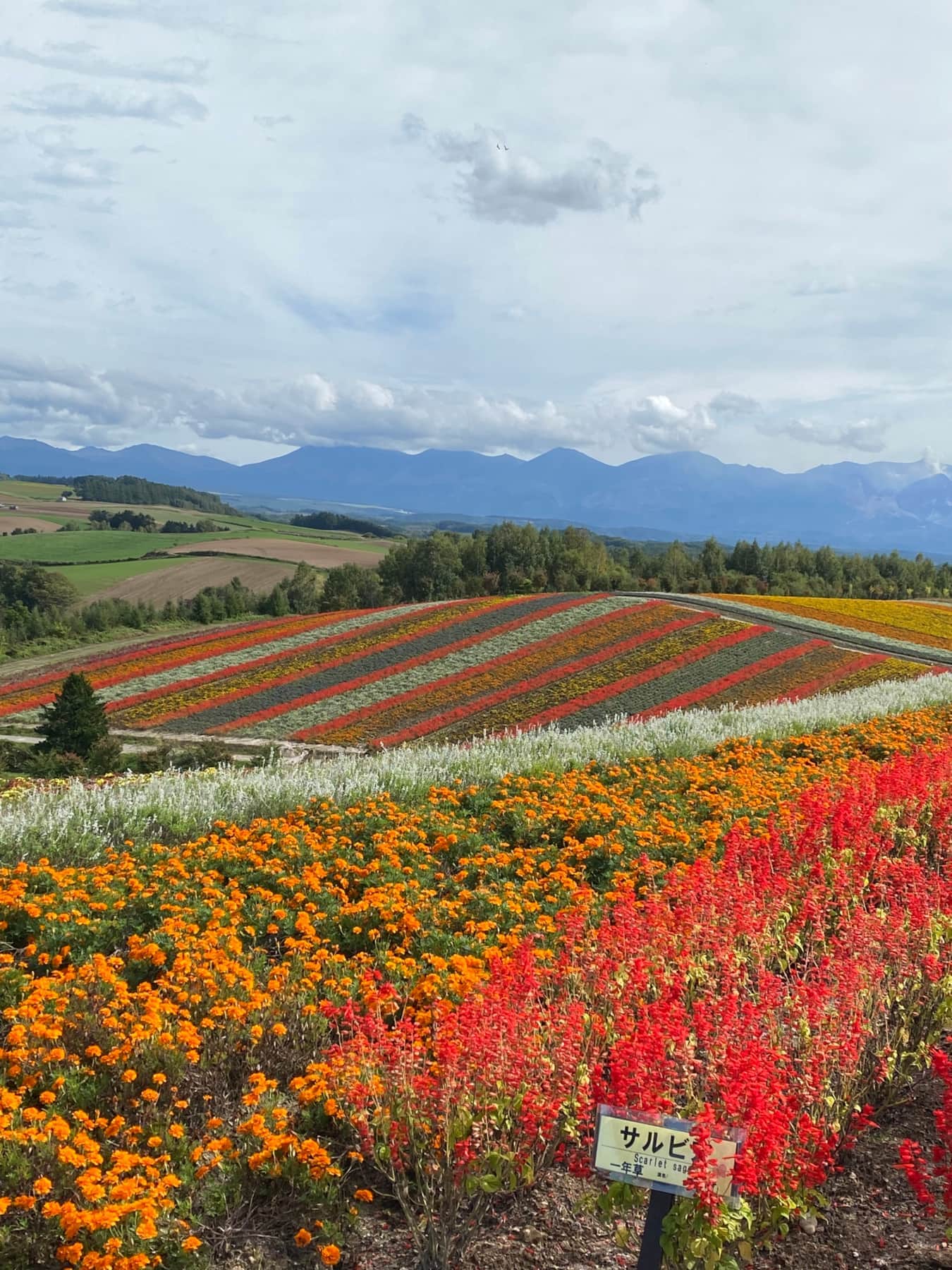 Flower fields in Biei