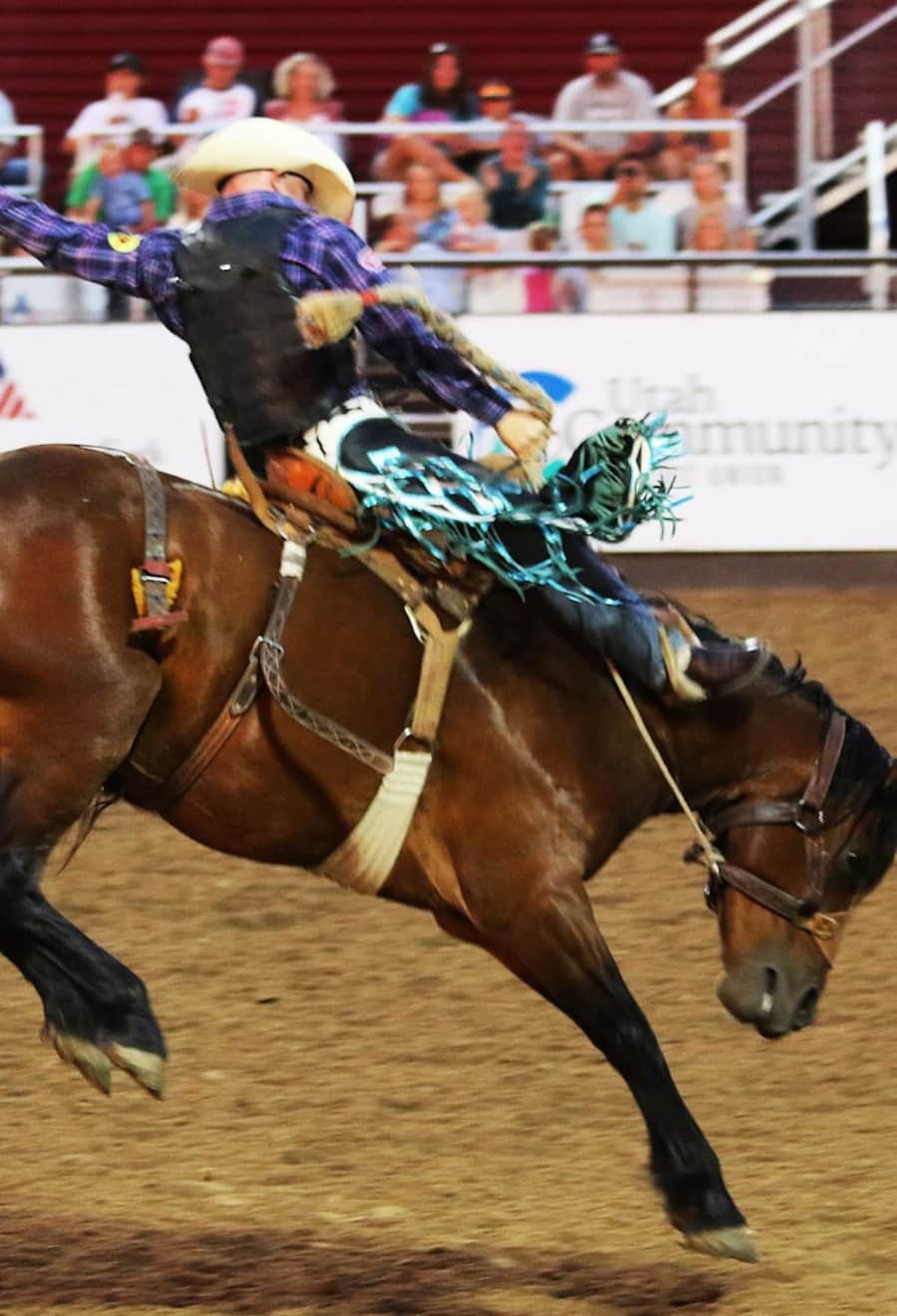Saddle bronc rider on a bucking horse at a summer rodeo