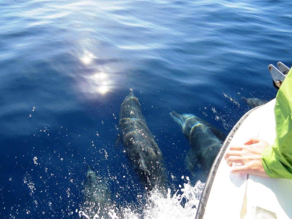 Large School of Dolphins