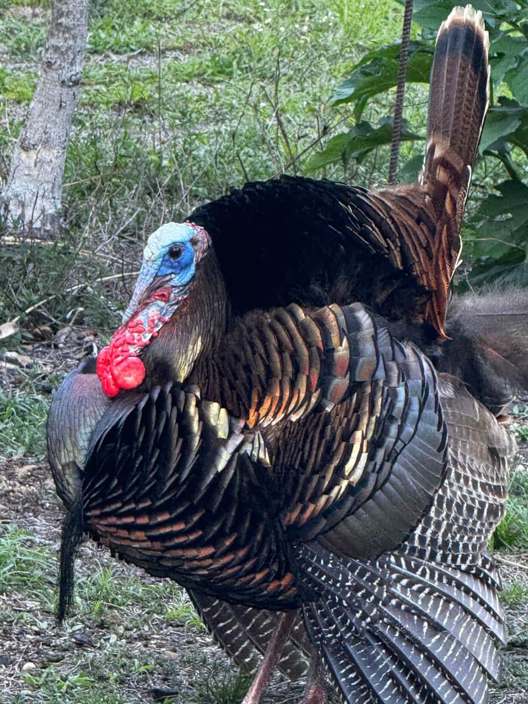 Local wildlife