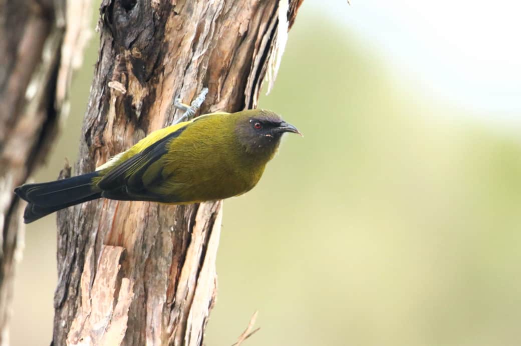Native Birds