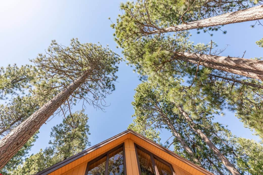 Forest view