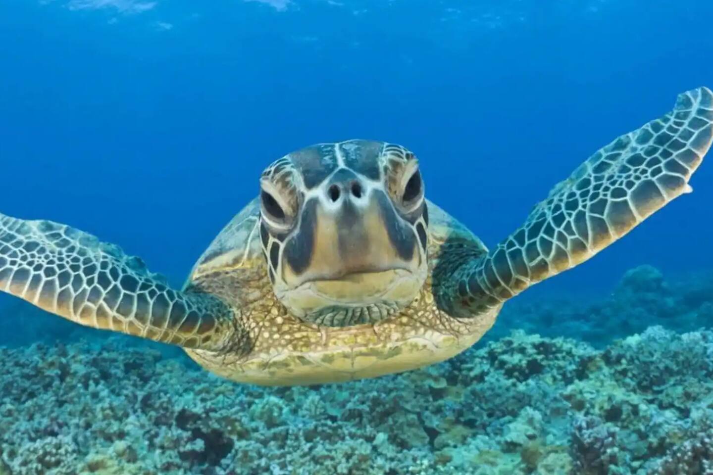 A solo 5 minutos en coche, ¡la Bahía de Akumal ofrece una aventura inolvidable! Nade junto a magníficas tortugas marinas en su hábitat natural y cree recuerdos duraderos en el Caribe.