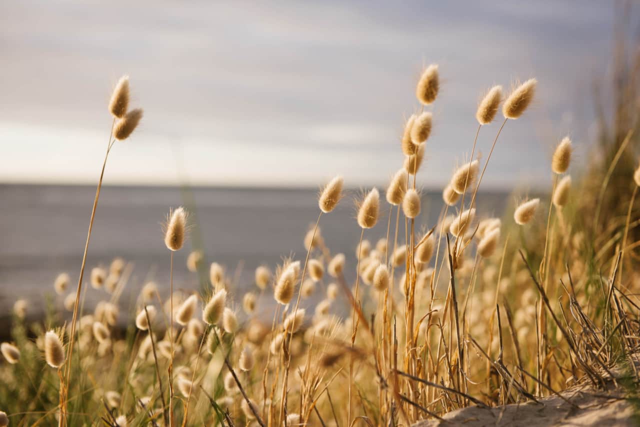 Bunnytails on the way to the beach - Rockpool - Aldinga Beach