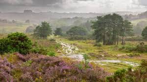 Ashdown Forest