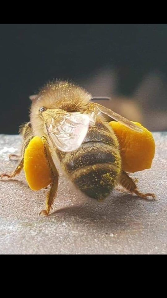 One bee at Rotorua Honey Pai Cottage