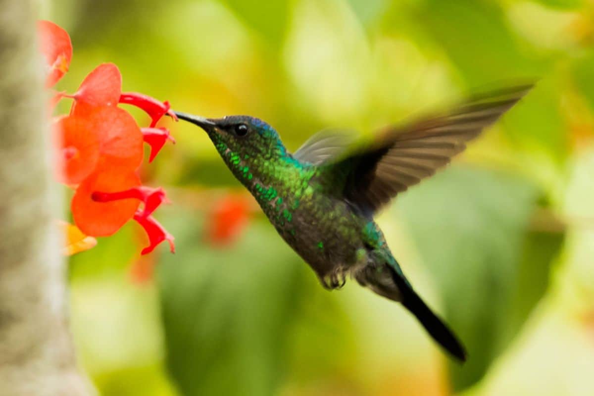 Humming bird viewing in Villa Sueño's fruit orchard.jpg