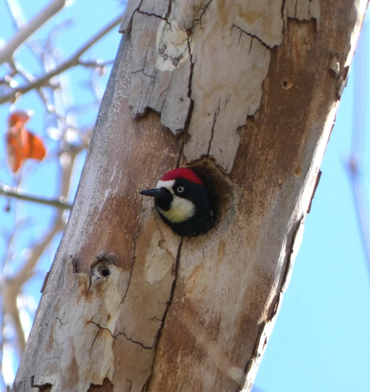Acorn woodpecker checking out his view.