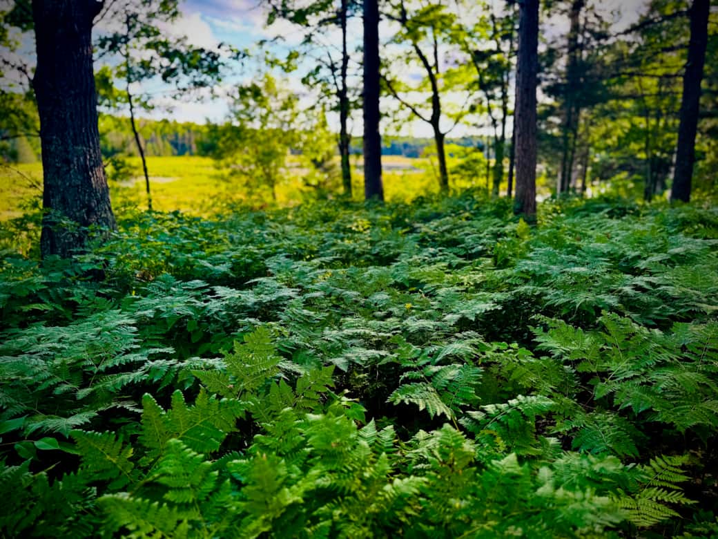 The surrounding property has a great deal of nature, especially ferns