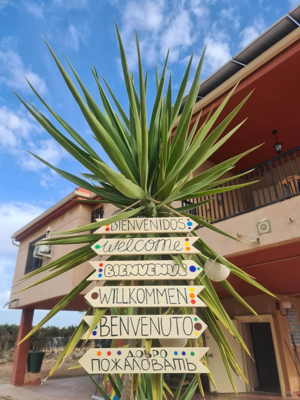 La original y genuina Yuca de Colores os da la bienvenida. Fue la primera especie que rescatamos y la que le da nombre a nuestro alojamiento La original y genuina Yuca de Colores os da la bienvenida. Fue la primera especie que rescatamos y la que le da nombre a nuestro alojamiento