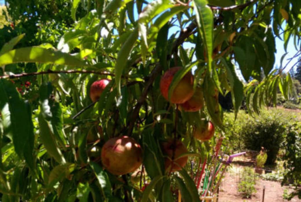 Nectarines almost ripe-July Nectarines almost ripe-July