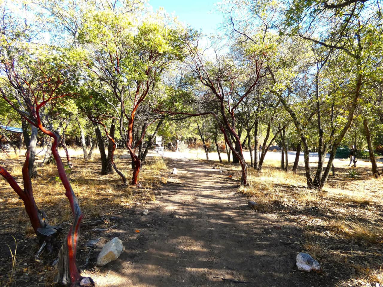 Path leading to our Bird Garden lined with Manzanita trees.