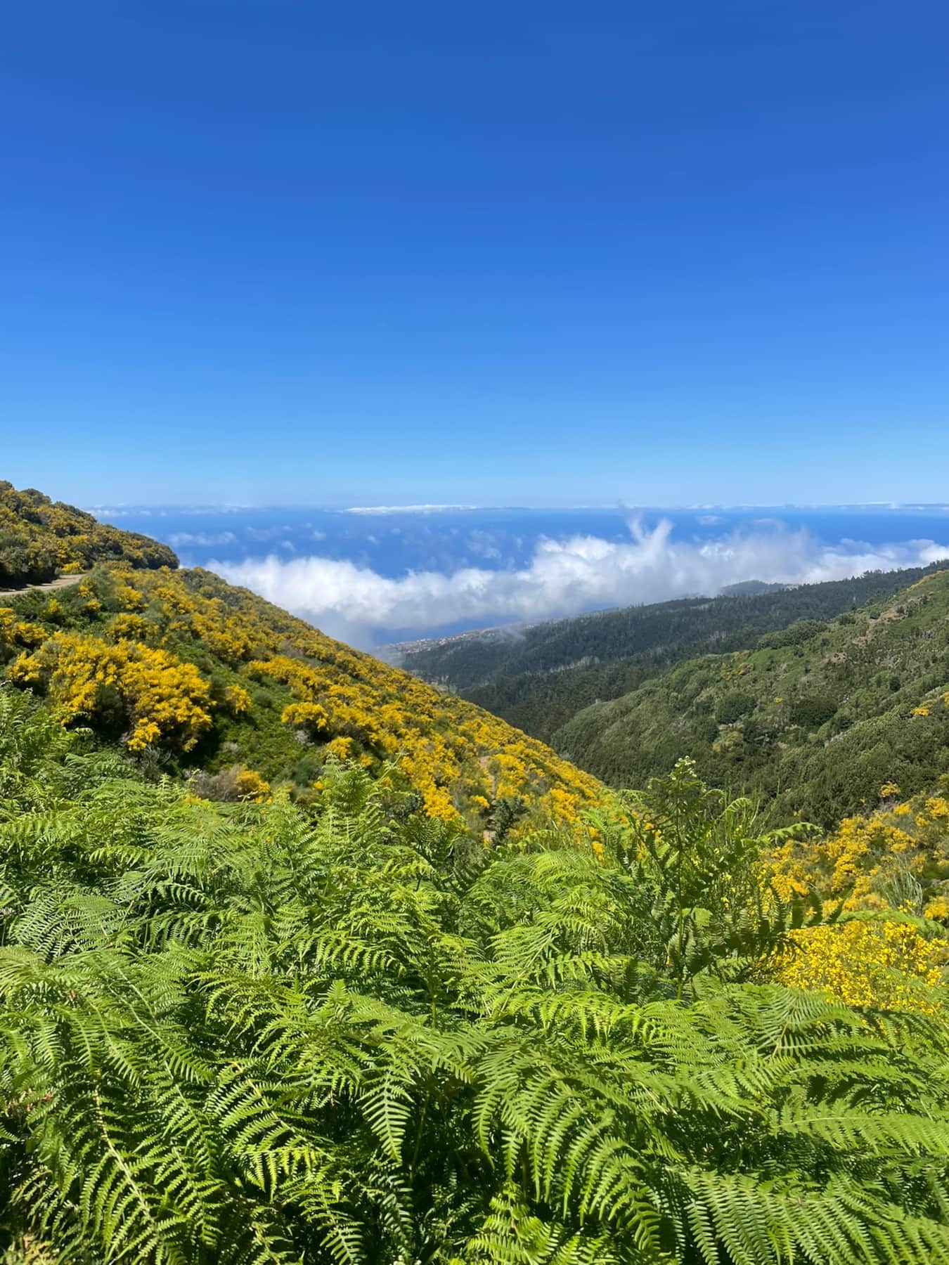 Voorjaar op Madeira