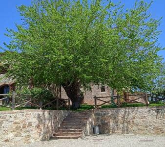 Historic mulberry tree, a traditional feature of the property