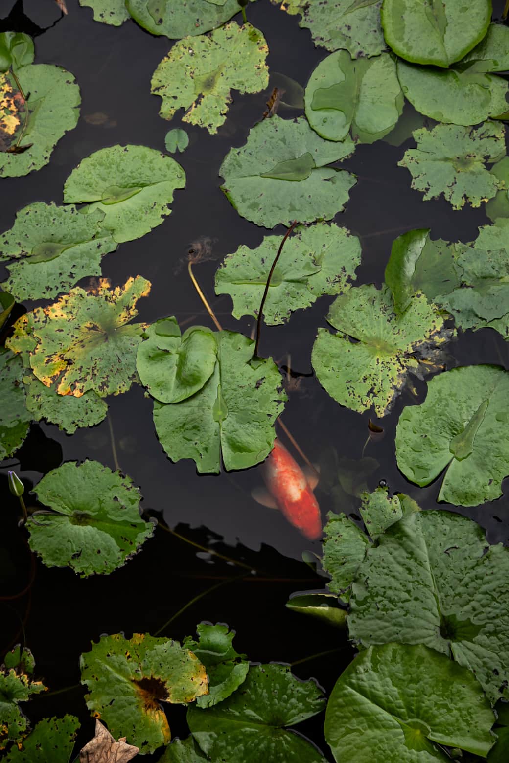 Feed the fish from your boathouse decks Feed the fish from your boathouse decks