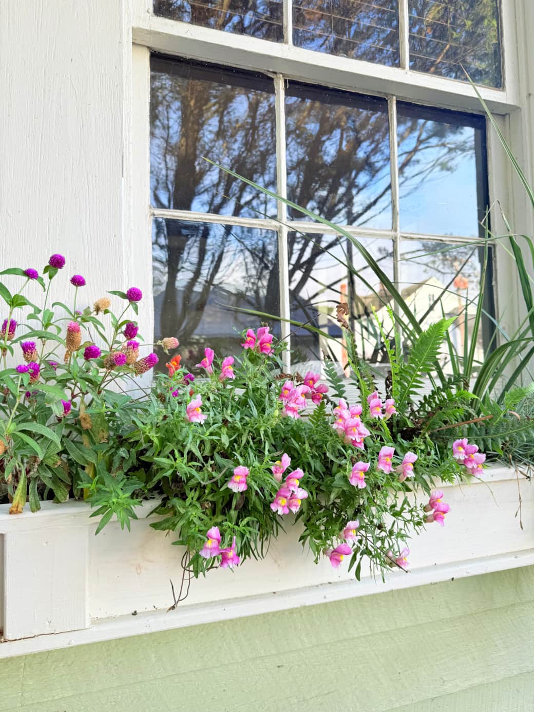 Overflowing window boxes Overflowing window boxes