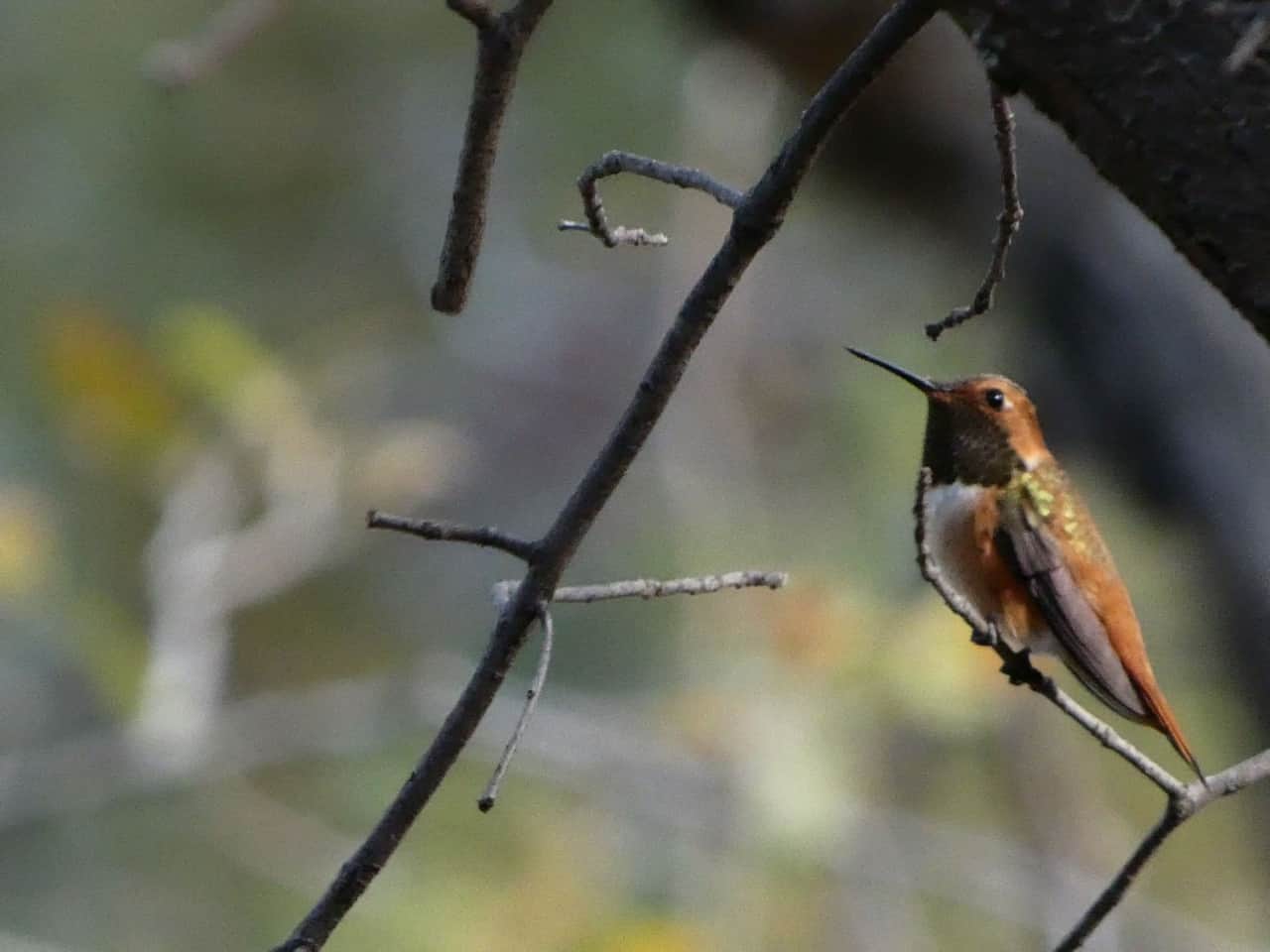 Rufous Hummingbird