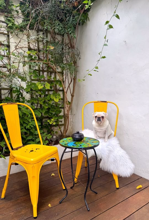 We're dog friendly!