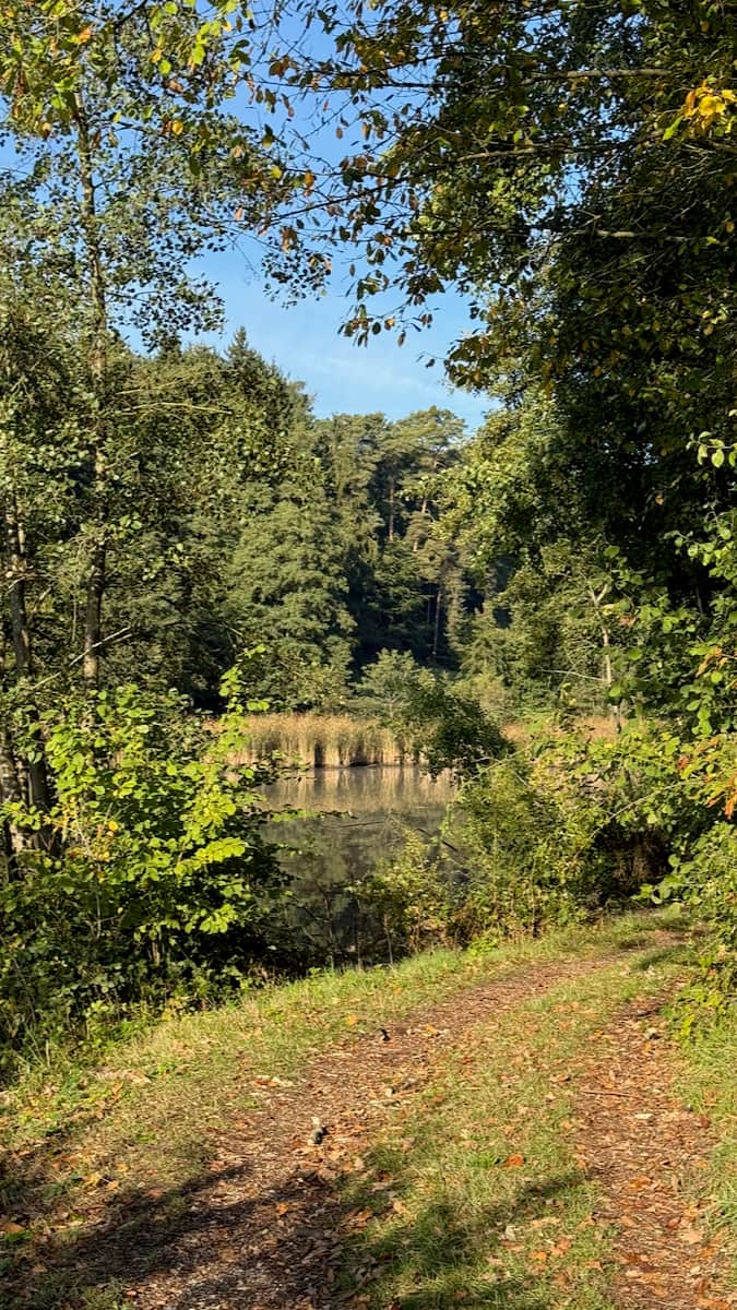 Wald und Wasser Wald und Wasser