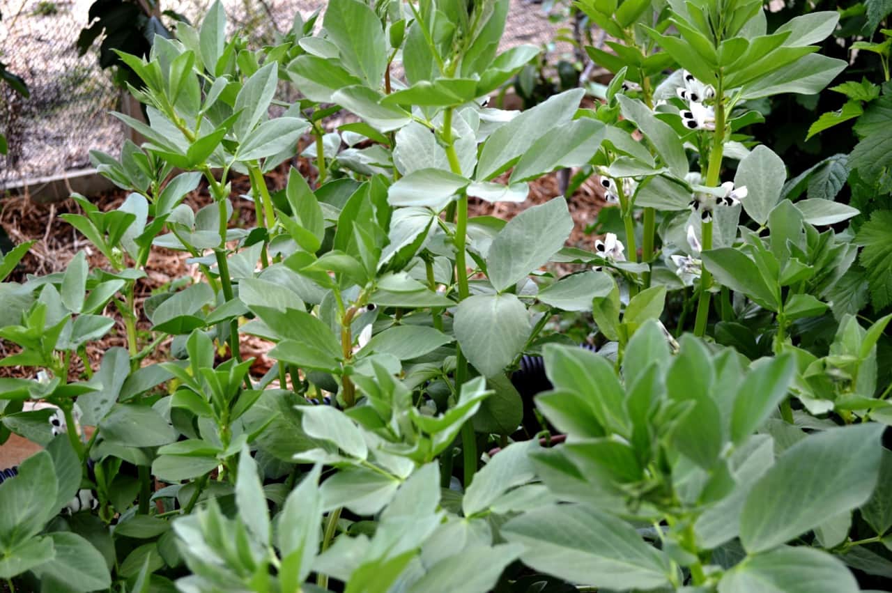 Broad beans flowering