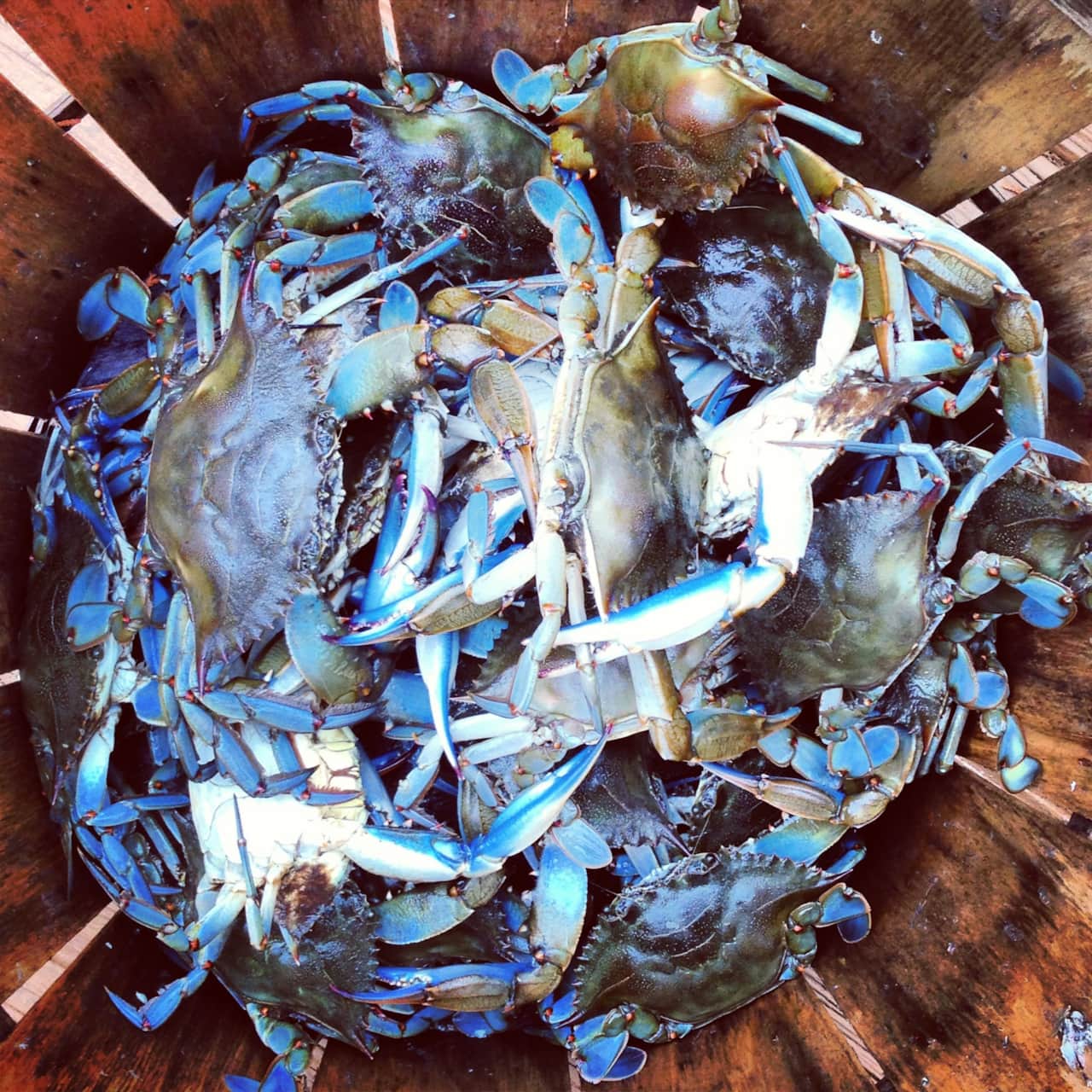 Today's catch (and tonight's dinner) from the bay. Maryland blue crabs.