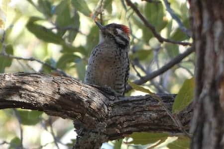 Ramsey Canyon has amazing birding year round.  Prime habitat for this Arizona Woodpecker.