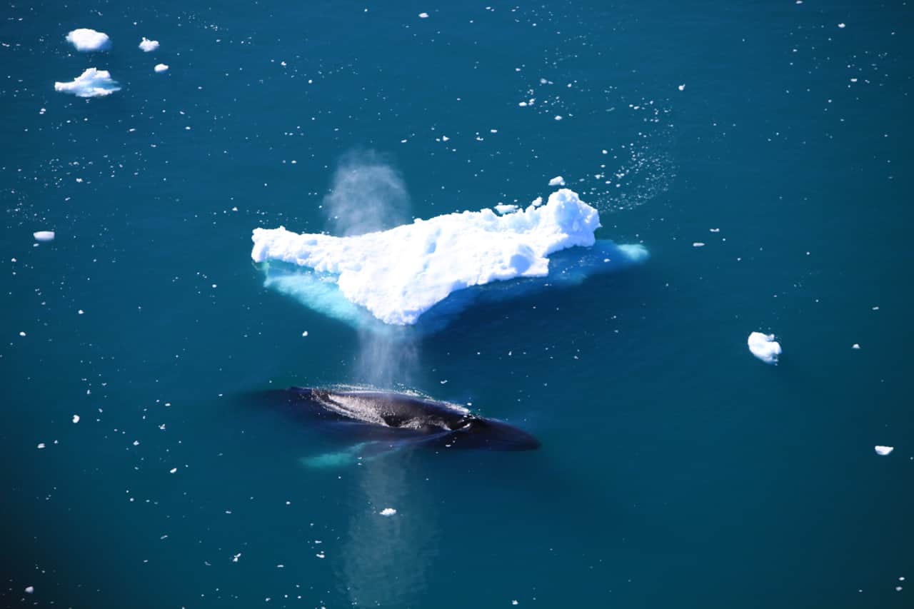 Humpback surfacing near Ilulissat. Photo - Anne M