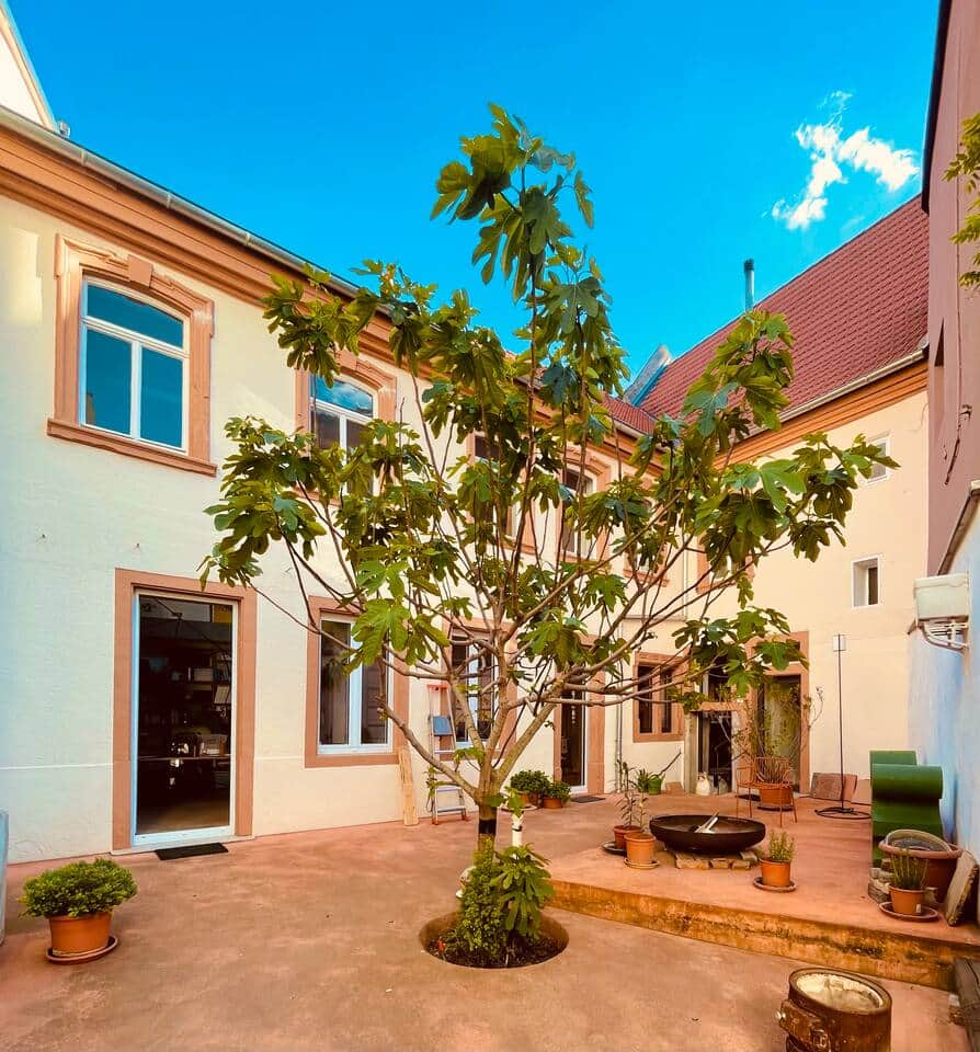 Südtiroler Feige im Hof des Weinhaus Moser Südtiroler Feige im Hof des Weinhaus Moser