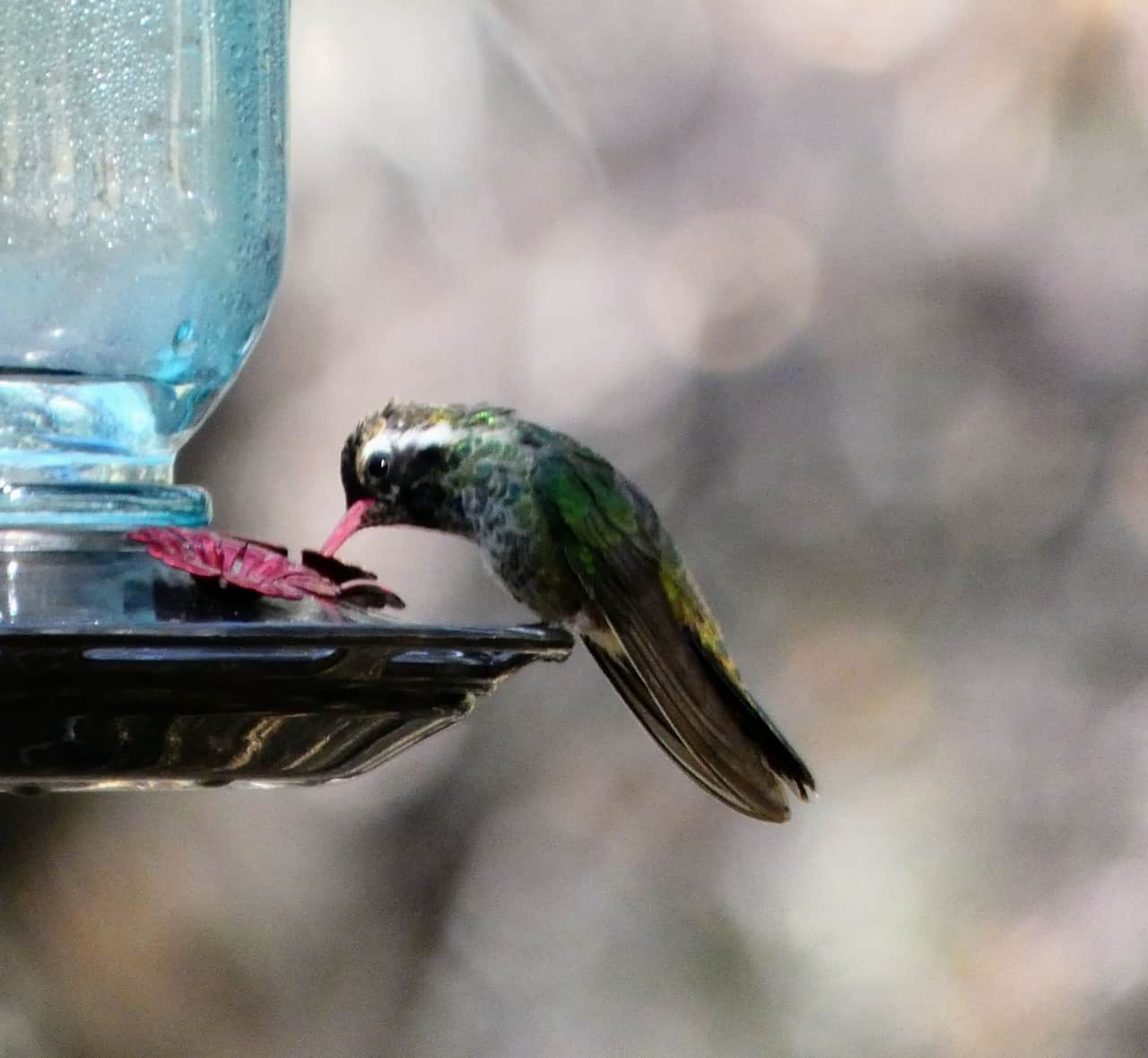 White Eared Hummingbird