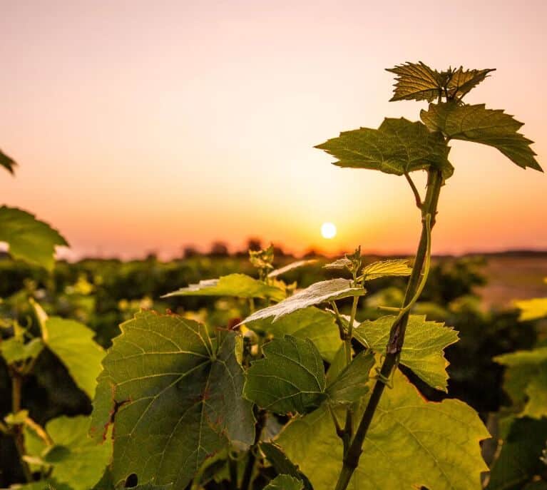 Route des vins 