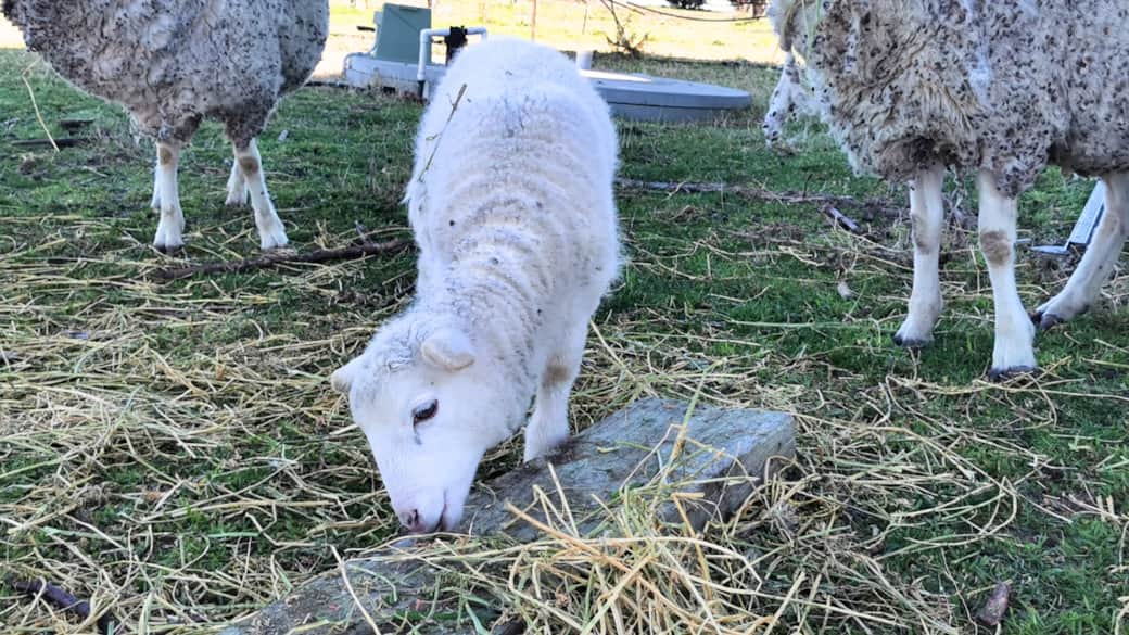 Lamb