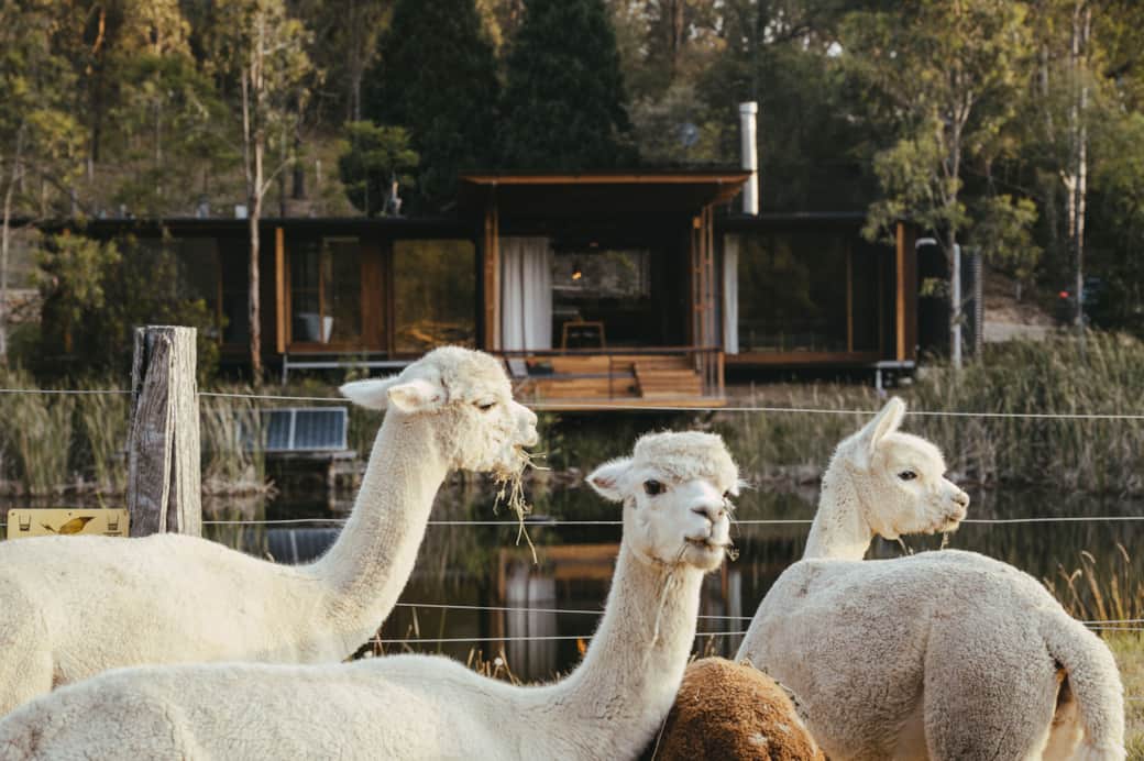 Alpacas in the paddock by the pond Alpacas in the paddock by the pond