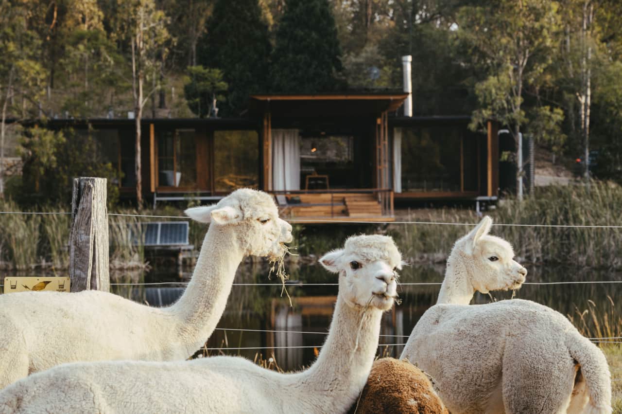 Alpacas in the paddock by the pond