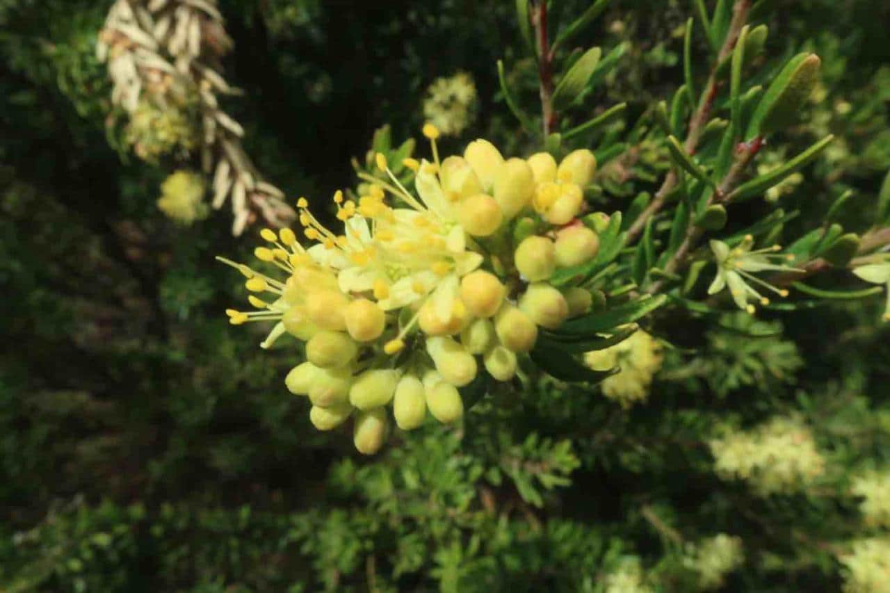 Amazing alpine flowers - guest photo