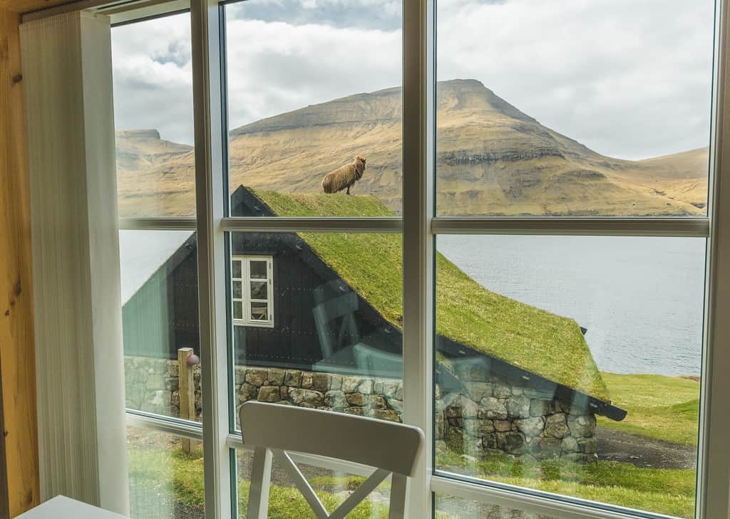 The view with sheep