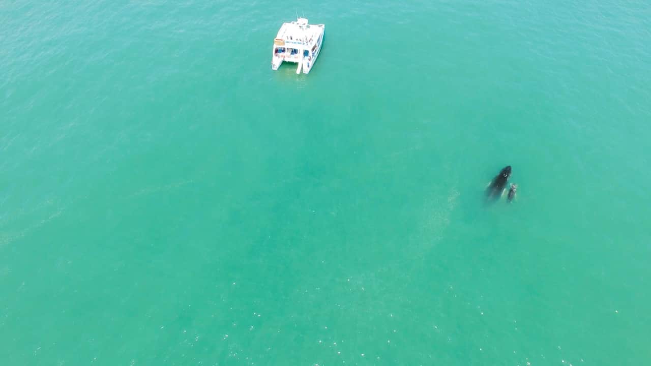 Catamaran Manuel Antonio