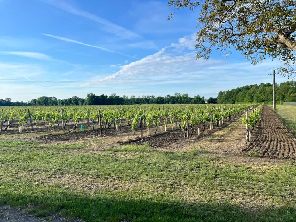 vue sur vigne