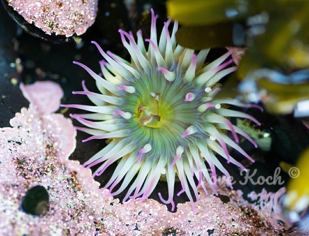 "Anemone"