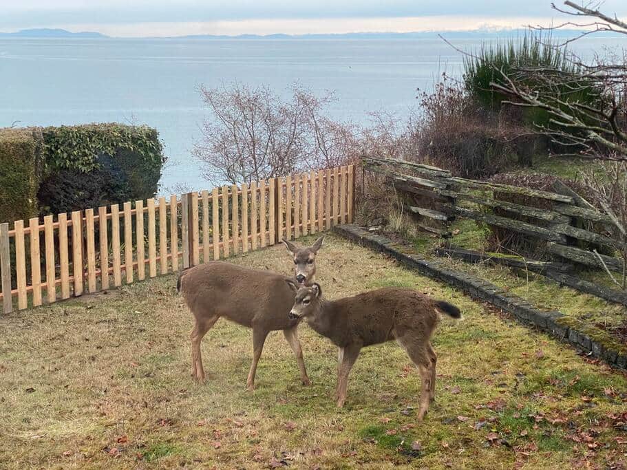 A mother and baby deer that frequently visit our yard. 