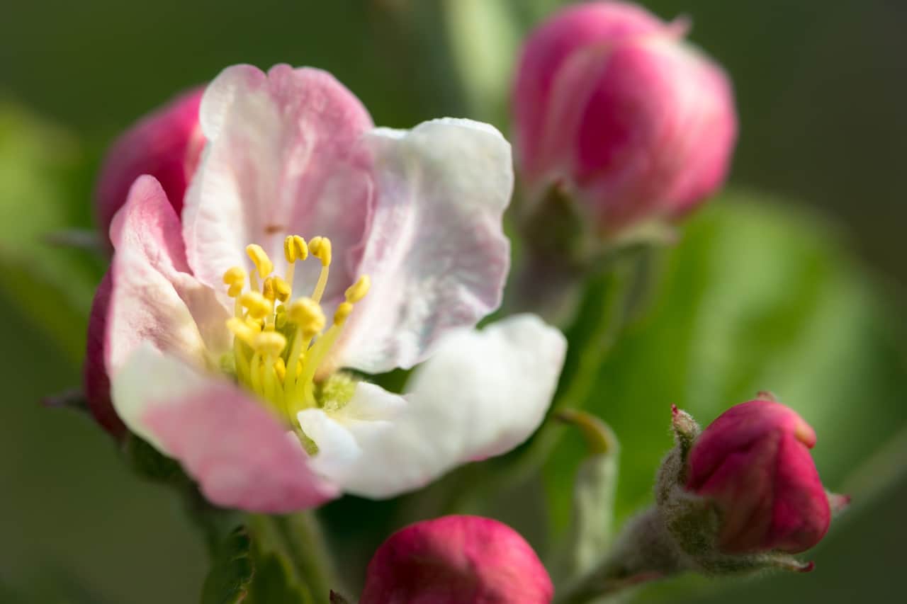 pistil-4127989_1920.jpg