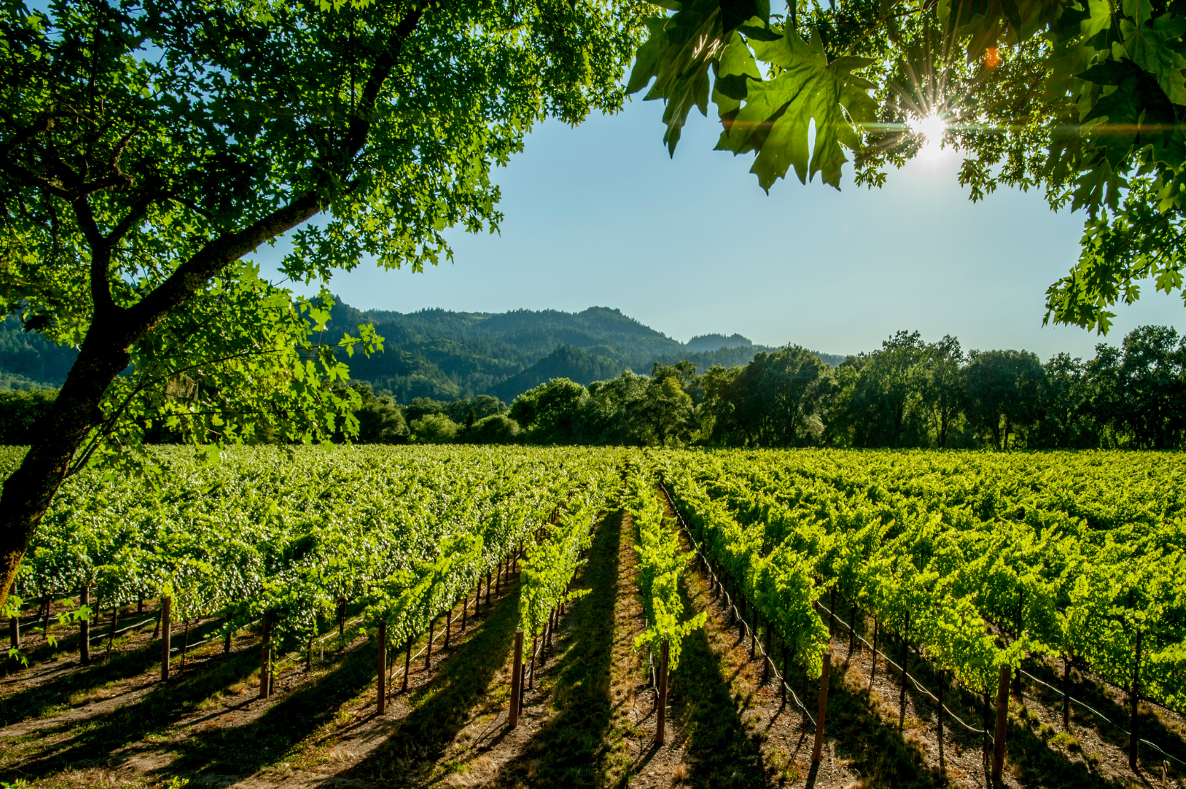 La Route des Côtes du Rhône